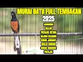 Download Lagu Masteran MURAI BATU juara Full Tembakan Materi MEWAH 100% AMPUH Bikin Lawan Ikut BONGKAR ISIAN
