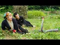 Download Lagu Dwarf Family Primitive Life: Harvesting Peanuts and encounter the King Cobra