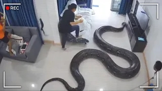 Os Encontros Mais Aterrorizantes com Serpentes Captados por uma Câmera