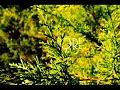 Wild Nothing - Rheya