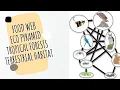 Food Web Ecological Pyramid Terrestrial Habitat Tropical Forests Explained