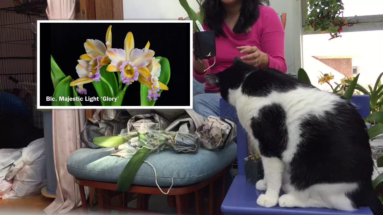 UNBOXING CATTLEYA BOX FROM CARMELAS ORCHIDS