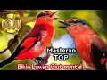 Download Lagu masteran top bikin lawan ciut mental dengan tembakan mantenan gunung.