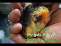 Goldfish Disease - Ulcer Disease Treatment for my Goldfish