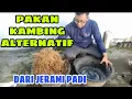 Download Lagu CARA MEMBUAT PAKAN KAMBING DARI BAHAN JERAMI PADI TANPA FERMENTASI