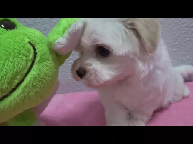 動画