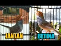 Lagu PRENJAK BETINA VS PRENJAK JANTAN ‼ Dijamin Ampuh Pancing Emosi