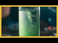 Cheers - Mrs. GREEN APPLE