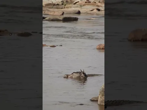 Huge crocodile Vs Wildebeest