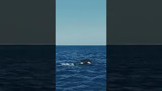 Whale spotted while sailing #sailing #ocean #whale