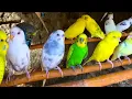 Download Lagu 6 July 2025 Happy Budgie Singing birds sound video | Budgie birds video