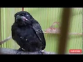 Lagu BERISIK | Burung SRI GUNTING HITAM belajar bunyi
