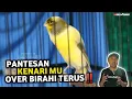 Lagu 5 PENYEBAB KENARI OVER BIRAHI‼️MASIH MAU DILAKUIN?