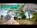 Download Lagu Tekukur Jumbo, Mata Sip!t, Celak Tipis Segaris dan Pembuluan Super. Kita bungkus ditengah hari ini..
