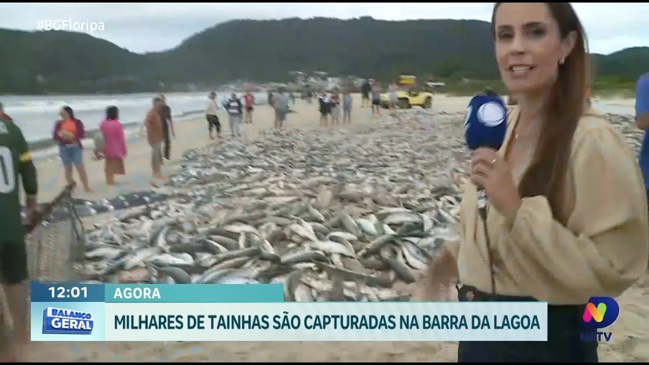 Festa das tainhas: milhares capturadas na Barra da Lagoa em Florianópolis