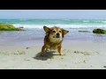 Top 5 pet-friendly beaches in NC