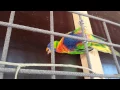 Download Lagu Een grappige  likkende lori (papegaai) / A funny licking lorikeet (parrot)
