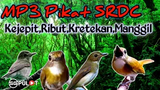 Download SRDC Liar Tak Akan Sanggup Mendengar Mp3 Pikat Kejepit Ini MP3