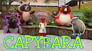 Đi xem Capybara cùng Trà Sữa #capybara #xuhuong