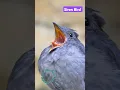 Download Lagu #youtubeshorts #shortvideo #shorts #birds #sound @nisargaveswarga#nature