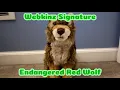 Unboxing One of my Dream Webkinz Signatures Webkinz Signature Endangered Red Wolf Unboxing