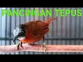 Download Lagu PANCINGAN TEPUS KEPALA ABU !! SUARA KOMPLIT NGEBREN NYIUL
