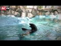 Beo Zoo vrt kakav niste videli: Životinjske ludosti izbliza