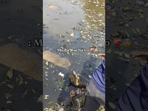 Subscribe जरूर कर लेना🙏 काम अच्छा लगा तो#gaumata #love #help #animals #humanity #helping#viralvideo