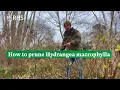 How to prune Hydrangea macrophylla The RHS