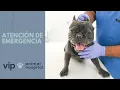 VIP Animal Hospital Atencion de Emergencia