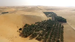 أغنية عشب بينونة  أغنية عشب بينونة