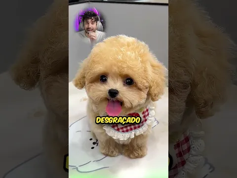Que cachorro mais bunitinho 🥰