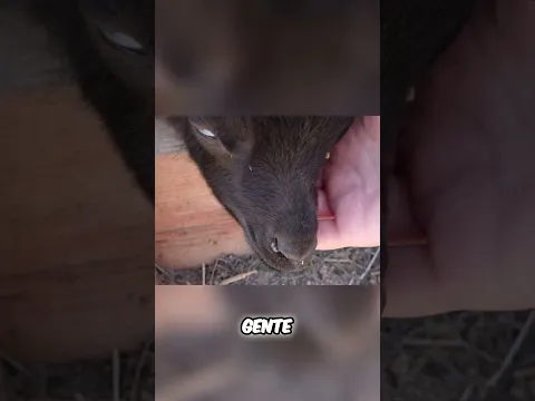 O cabritinho mais fofo que eu já vi! 🐐