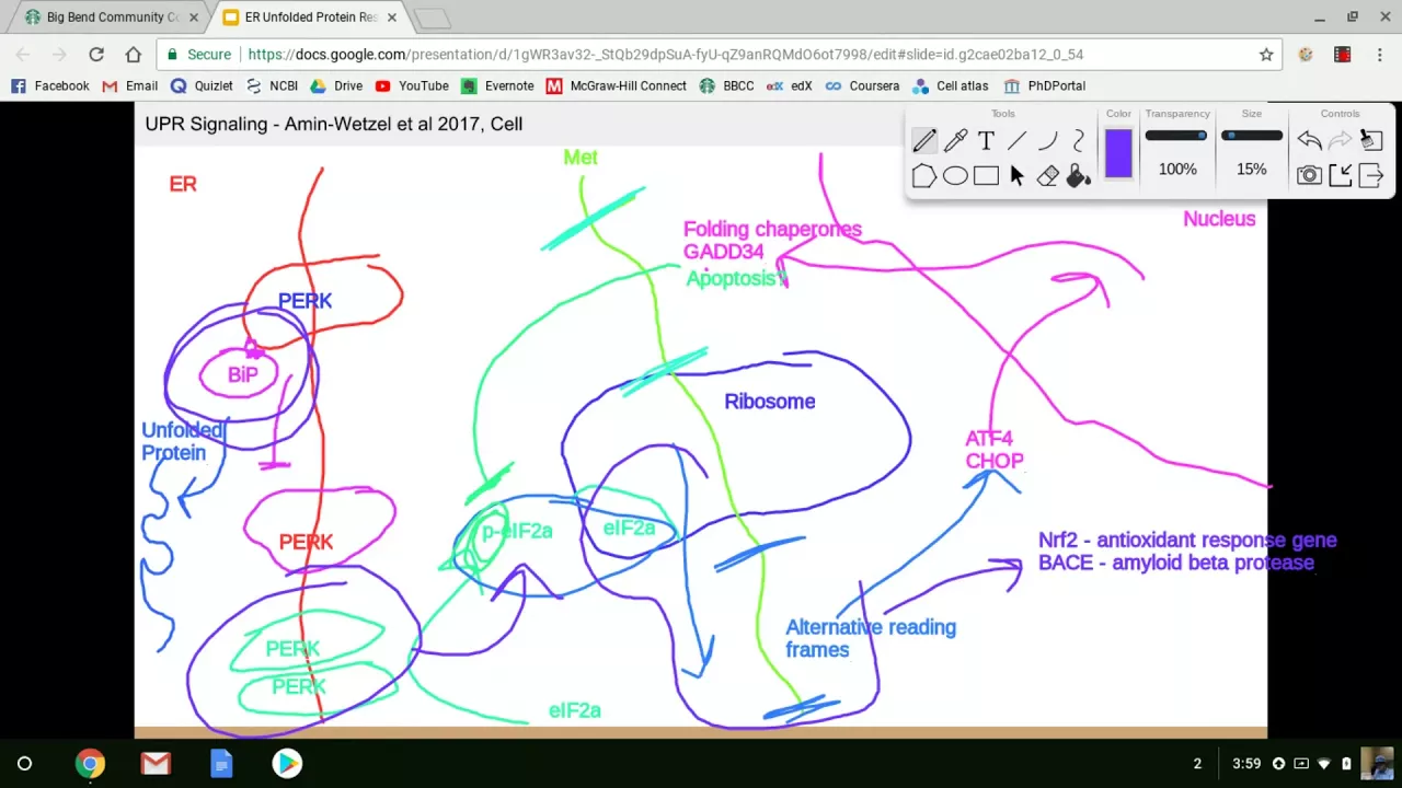 Unfolded Protein Response Signaling Lecture