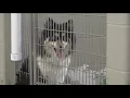 Sandusky County animal shelters full s believe pandemic and inflation to blame