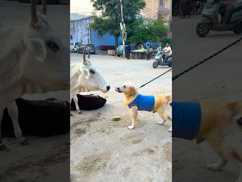 डॉगी के सामने पीछे से कौन आया😱 #funnydogs #shorts