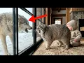 Lagu They Said Pallas's Cats Are Untameable... Watch Him Save My Baby from a GIANT WOLF!