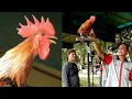 Download Lagu LOMBA AYAM KETAWA, LUCU