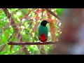 Download Lagu Burung paok hijau (pitta sordida) di alam liar