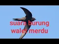 Lagu audio suara merdu burung walet