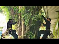 Download Lagu Cưa cây Xanh siêu khủng ở trường mầm non / Sawing a giant Green tree at the kindergarten | P4