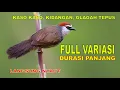 Download Lagu burung kasokaso tepus gelagah kidangan Chestnut-capped BabblerTimalia pileata variasi durasi panjang