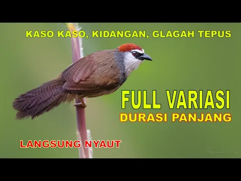 Download MP3 burung kasokaso tepus gelagah kidangan Chestnut-capped BabblerTimalia pileata variasi durasi panjang