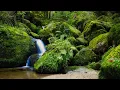 Download Lagu 4K - Enchanted Forest Stream - Relaxing Nature Sounds - Bird Song -  Forest Sounds - Gertelbach