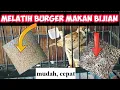 Download Lagu CARA MENGAJARI BURUNG GEREJA AGAR MAKAN BIJIAN MILET KENARI SEED