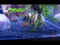 Download Lagu GBR New Addition to the Fishez Fish room: German Blue Rams