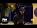 Lagu Penny the Doberman Pinscher wins 2026 Best in Show at the 150th Westminster Kennel Club Dog Show 🏆