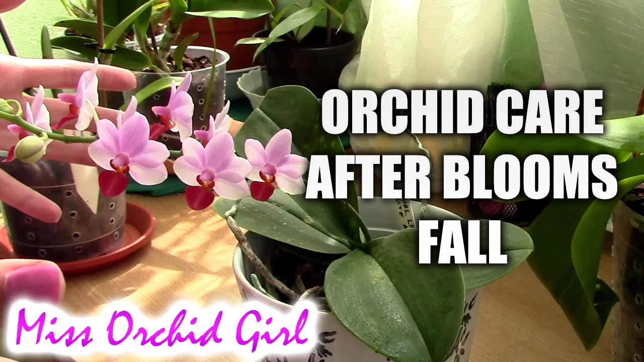 HOW TO CARE FOR ORCHIDS AFTER BLOOMS FALL