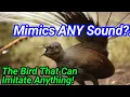 Download Lagu Superb Lyrebird Sound – The Bird That Can Imitate Anything!