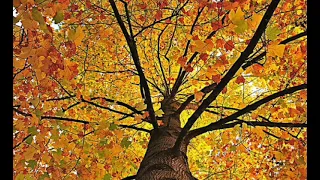 صوت ورق الشجر Leaf Sound 